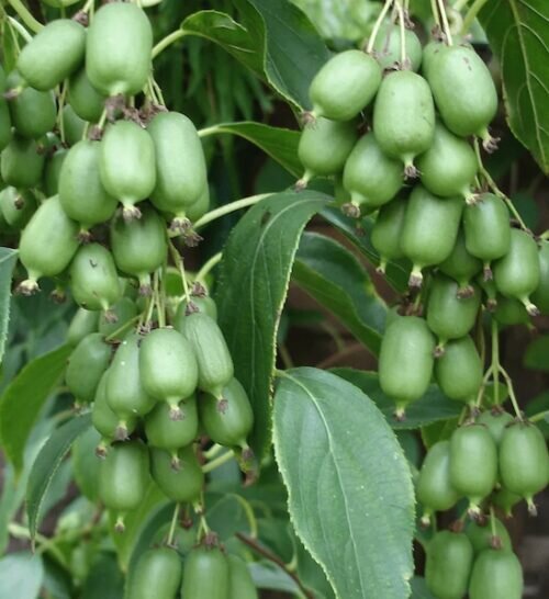 Kiwi (Issai)